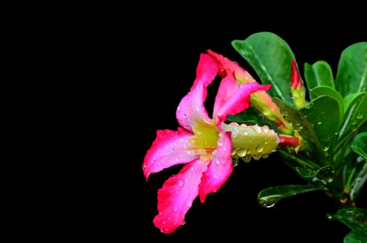 Blooming Pink Rhododendron (Azalea) Afer Rain on black background