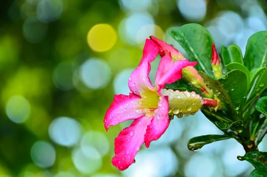 Blooming Pink Rhododendron (Azalea) Afer Rain on sunny abstract