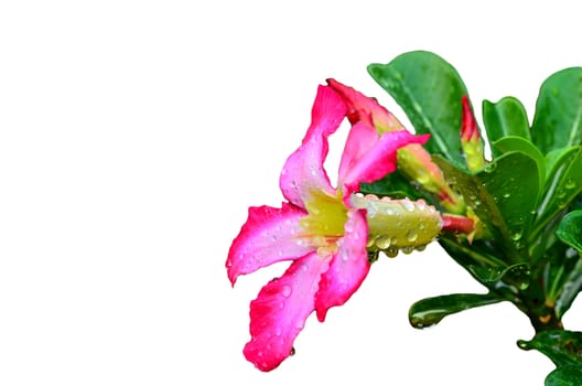 Blooming Pink Rhododendron (Azalea) Afer Rain on white background