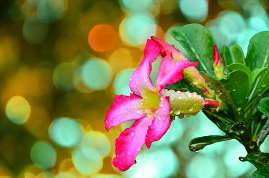 Blooming Pink Rhododendron (Azalea) Afer Rain on yellow sunny abstract 