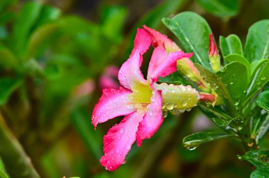 Blooming Pink Rhododendron (Azalea) Afer Rain