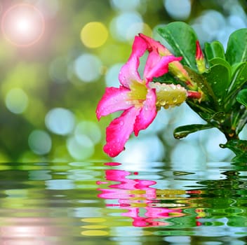 Blooming Pink Rhododendron Afer Rain with reflect in water