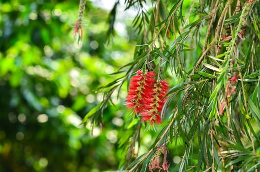 bottlebrush flower with green background