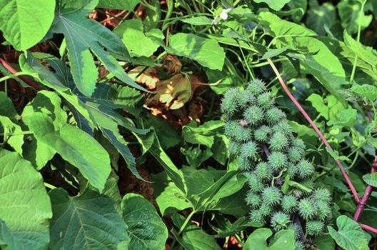 Castor oil plant