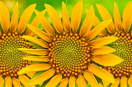 Beauty  sunflower closeup on green nature  background