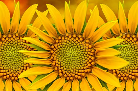 Beautyful sunflower closeup on yellow nature  background