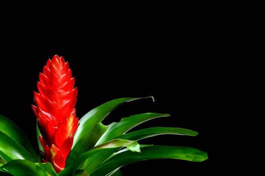 Blossoming plant of guzmania on black background