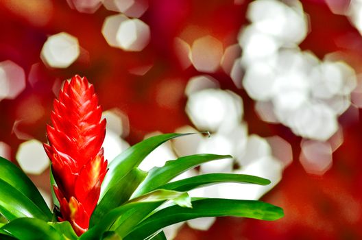 Blossoming plant of guzmania on red nature background