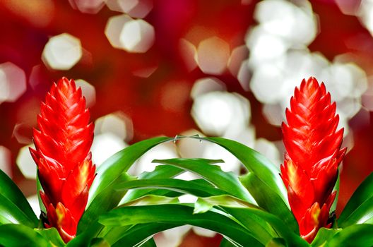 Blossoming plant of many guzmania on red background