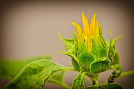 Budding Sunflower in vintage light