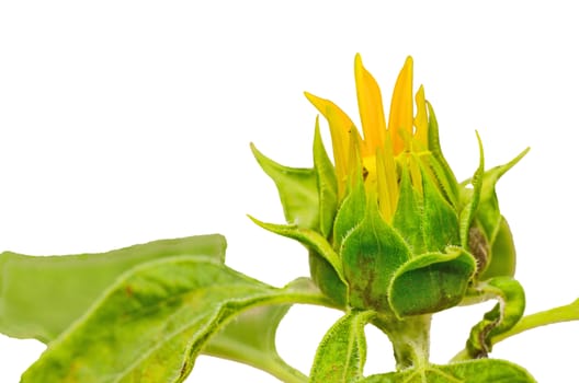 Budding Sunflower on white background