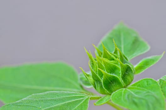 Budding Sunflower