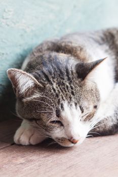 Thai cat sleeping in garden home, stock photo