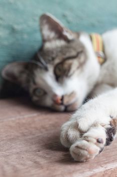 Thai cat lying down in garden home, stock photo