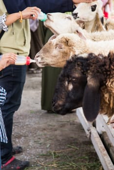 Hand feeding sheep on the farm