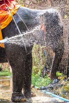 Elephant bathing in the farm.