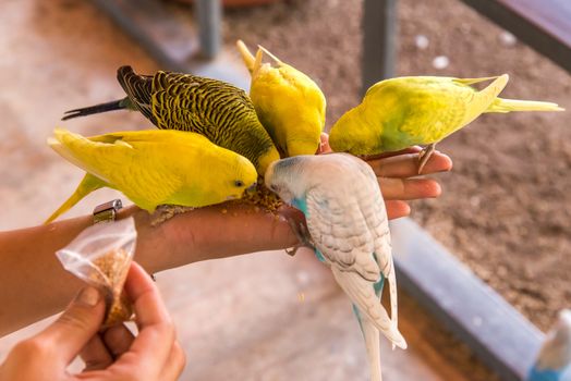 parrot is eating foods on people hand
