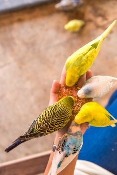 parrot is eating foods on people hand