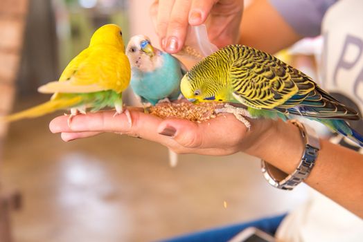 parrot is eating foods on people hand
