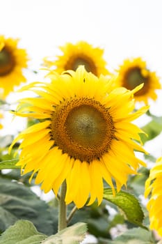 Beautiful sunflower with natural background, stock photo