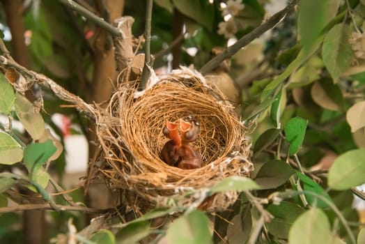 newborn bird, nestling in the nest and feather wings growth story of new born of bulbul bird which see in Thailand