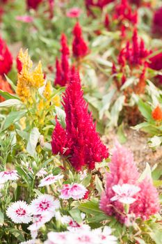 Beautiful red flower in garden, stock photo