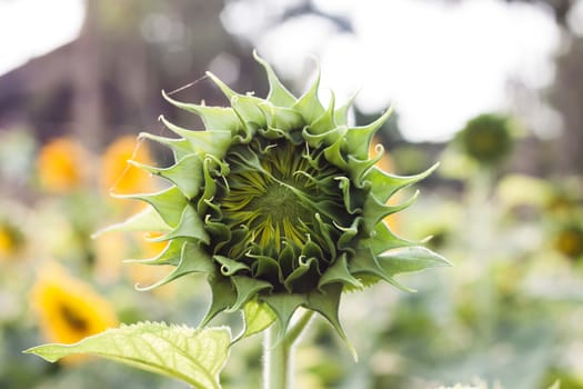 Beautiful sunflower with natural background, stock photo