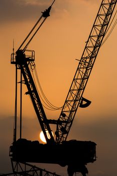 Cranes with the sunset,close-up