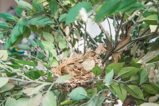 newborn bird, nestling in the nest and feather wings growth story of new born of bulbul bird which see in Thailand