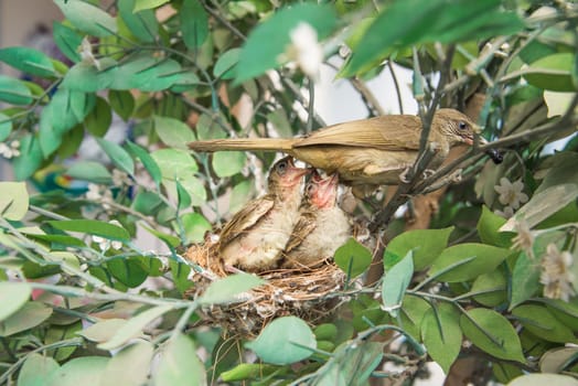 newborn bird, nestling in the nest and feather wings growth story of new born of bulbul bird which see in Thailand