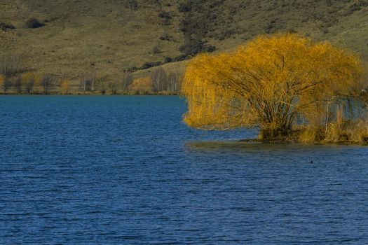 A tree on the lake bank in New Zealand