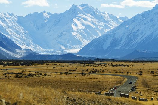 Sheep on the meadow near mount Cook in New Zealand