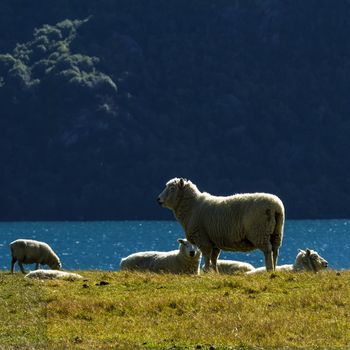 Sheep by the river in New Zealand