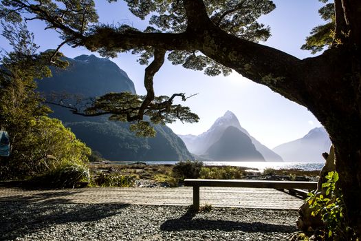 Landscape with a bench, tree and mountains on background, Milford Sound