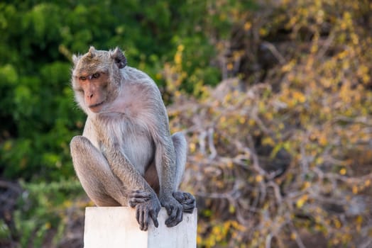 cute macaque sitting on green forest background