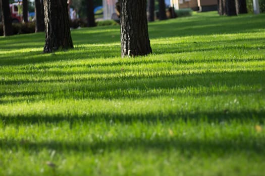 Sunlight strips on green grass in city park