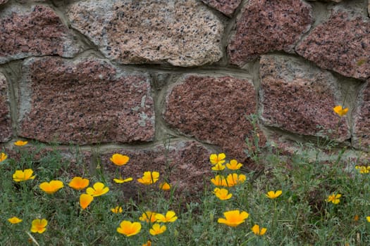 Brick wall, yellow flowers and green grass background