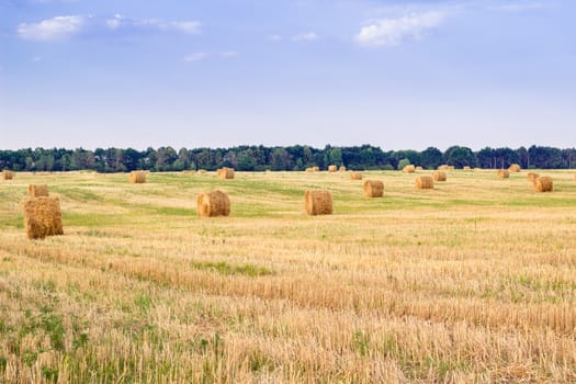 Dry hay on countryside field during harvest time