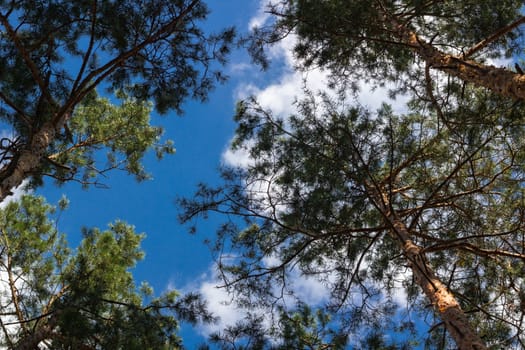 Pine stems tops sky look-up