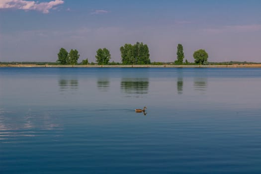 Relaxing water landscape with lonely duck and trees reflection