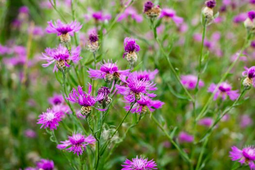 Natural floral background of meadow flowers