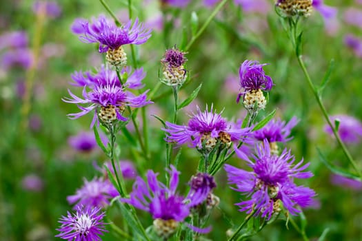 Floral natural background of meadow cornflowers