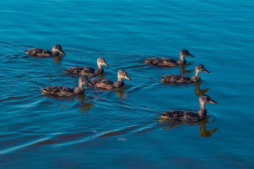 Duck family swims on lake