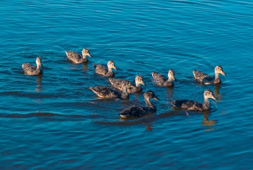 Duck family swims on lake