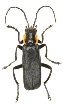 Black Soldier Beetle on white Background  -  Cantharis obscura (Linnaeus, 1758)