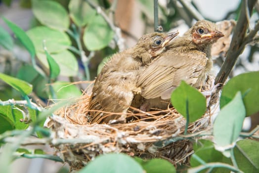 newborn bird, nestling in the nest and feather wings growth story of new born of bulbul bird which see in Thailand