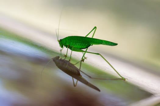 Green grasshopper reflects in glossy surface