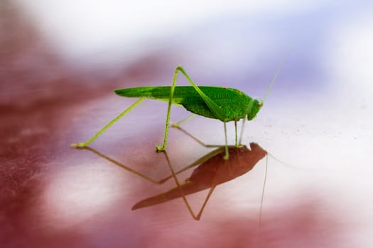 Green grasshopper reflecting in red glossy surface