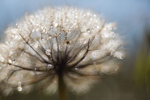 floral background, dandelion closeup with drops of dew