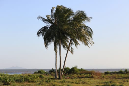 Three of Coconut Tree on the beach in Trang - Thailand